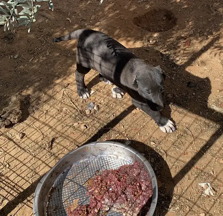 Kepez'de Yavruların Kulaklarını Kesen Tesise Ceza! 2